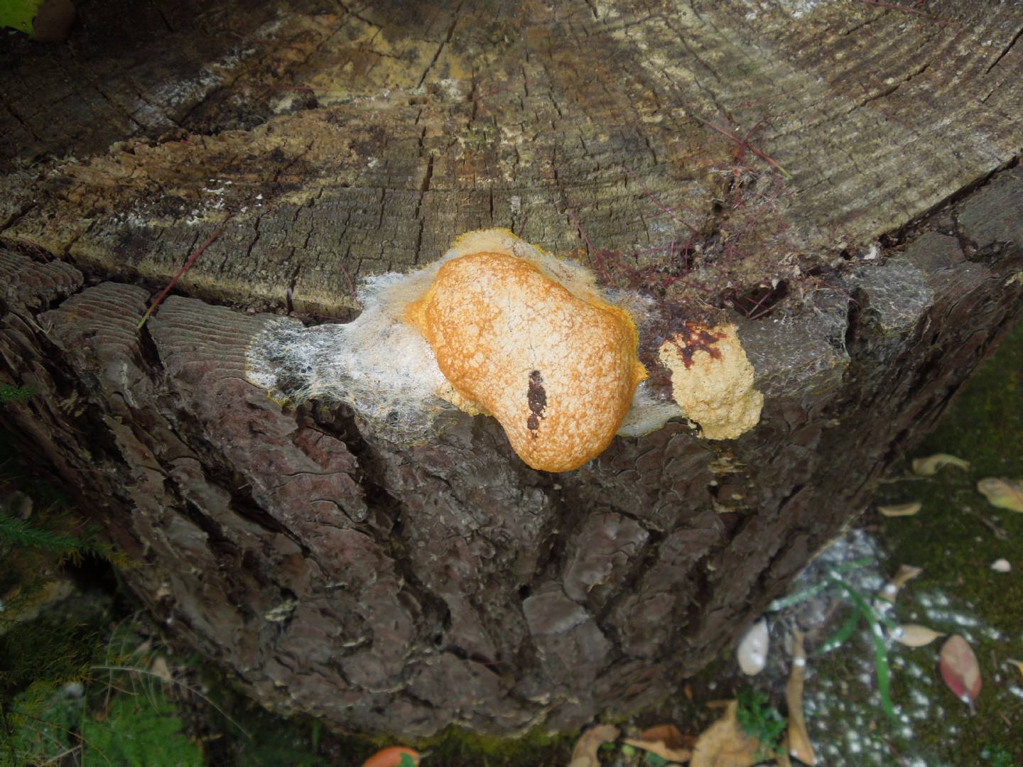 Physarum Polycephalum?